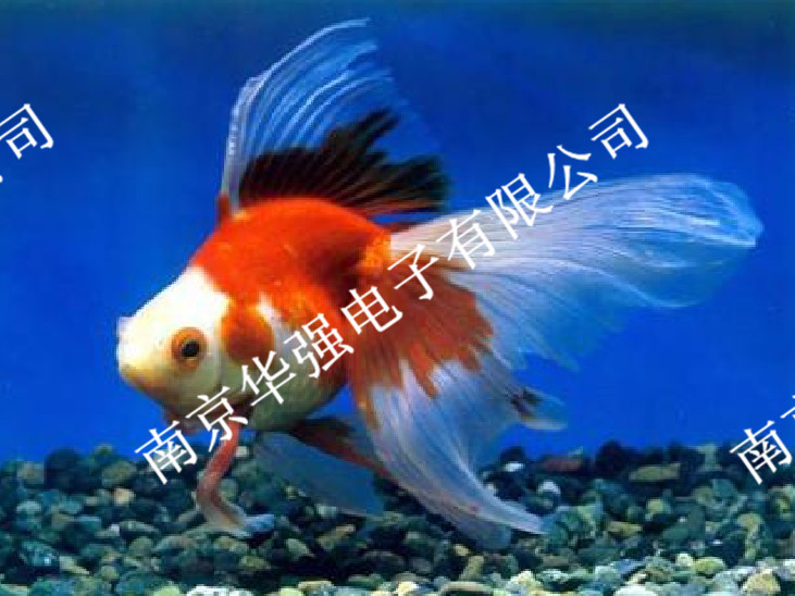 水族藍燈管